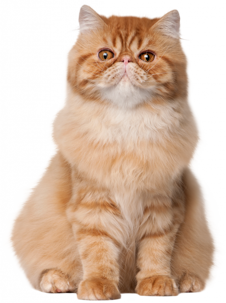 Sitting_Cat_PNG